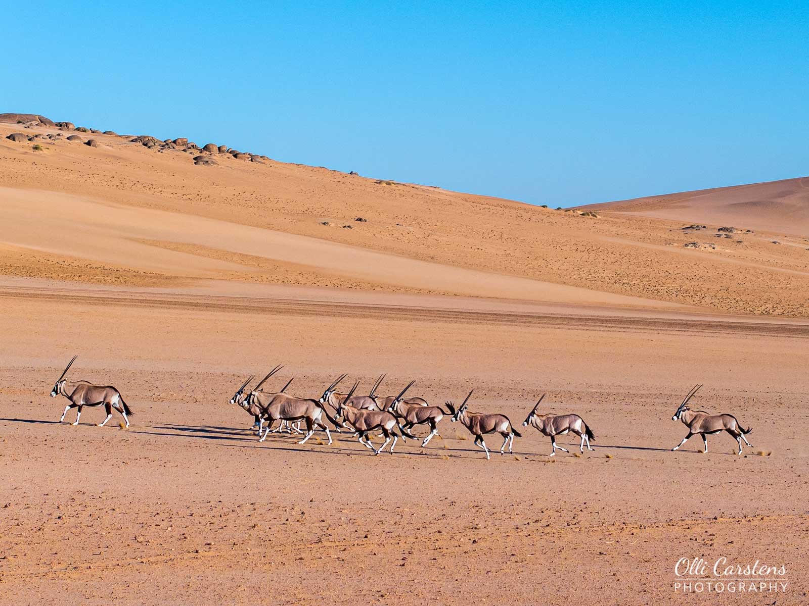 Oryx durchstreifen die Wüste